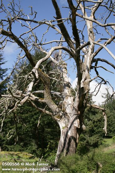 Garry Oak large dead snag against blue sky