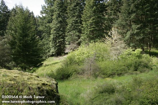 Shrub community in oak savannah, bordered by Douglas-firs