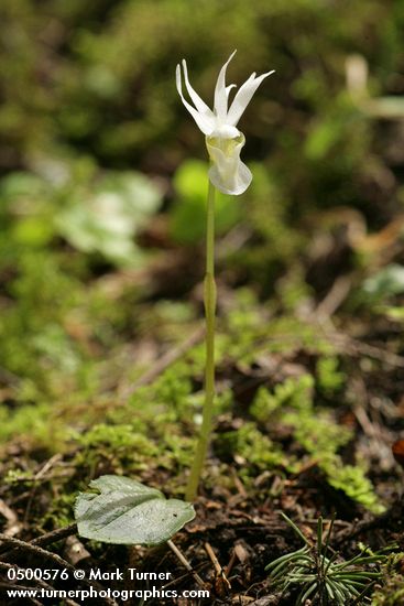 Albino Calypso Orchid