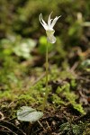 Albino Calypso Orchid