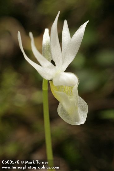 Albino Calypso Orchid blossom detail