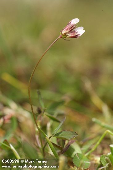 Few-flowered Clover