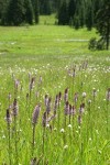 Wet meadow community w/ Elephant's Head Lousewort fgnd