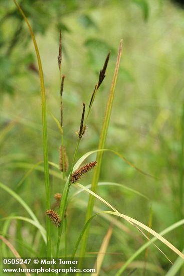 Northwest Territory Sedge (Beaked Sedge) male & female inflorescence