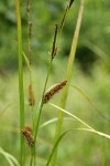 Northwest Territory Sedge (Beaked Sedge) male & female inflorescence
