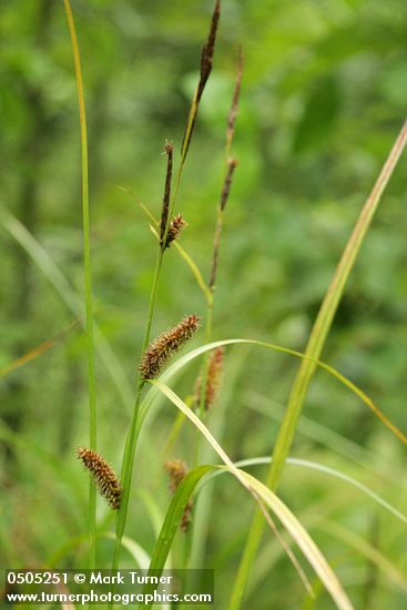 Northwest Territory Sedge (Beaked Sedge) male & female inflorescence