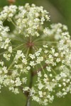 Douglas's water-hemlock blossoms extreme detail