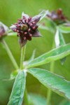 Marsh Cinquefoil