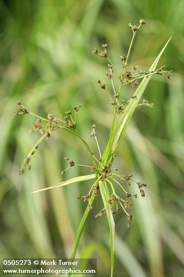 Panicled Bulrush inflorescence