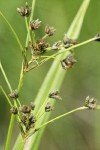 Panicled Bulrush inflorescence detail
