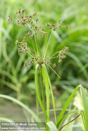 Panicled Bulrush inflorescence & upper foliage