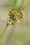 Common Rush inflorescence detail