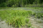 Northwest Territory Sedge (Beaked Sedge) & Daggerleaf Rushs on sandbar w/ high water flowing over Skunk Cabbage bkgnd
