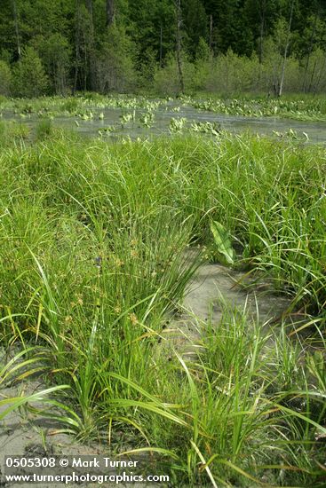 Northwest Territory Sedge (Beaked Sedge) & Daggerleaf Rushs on sandbar w/ high water flowing over Skunk Cabbage bkgnd