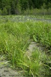 Northwest Territory Sedge (Beaked Sedge) & Daggerleaf Rushs on sandbar w/ high water flowing over Skunk Cabbage bkgnd