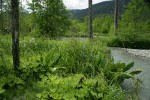 Panicled Bulrush, Western Coltsfoot, Skunk Cabbage, Forget-me-nots, Douglas' Water-hemlock in wetland adjacent to N Fk Nooksack R