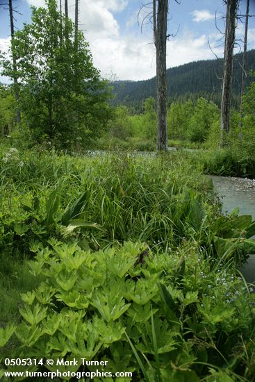 Panicled Bulrush, Western Coltsfoot, Skunk Cabbage, Forget-me-nots, Douglas' Water-hemlock in wetland adjacent to N Fk Nooksack R