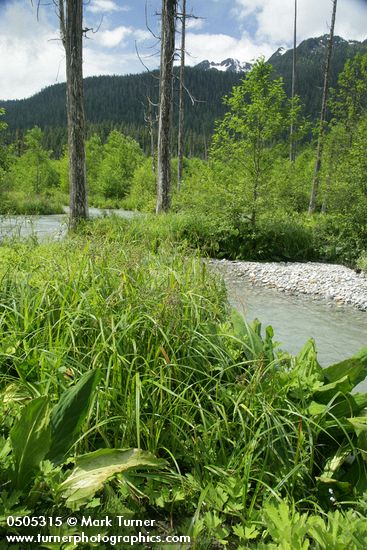 Panicled Bulrush, Western Coltsfoot, Skunk Cabbage in wetland adjacent to N Fk Nooksack R w/ Slate Mtn bkgnd