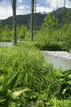 Panicled Bulrush, Western Coltsfoot, Skunk Cabbage in wetland adjacent to N Fk Nooksack R w/ Slate Mtn bkgnd