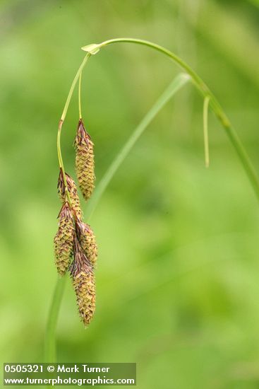 Mertens' Sedge inflorescence detail