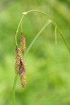 Mertens' Sedge inflorescence detail