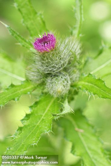 Short-styled Thistle (Cluster Thistle) blossom, buds & foliage detail