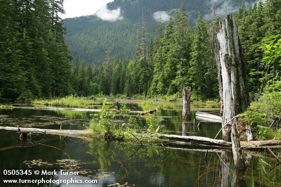 Small shallow woodland pond