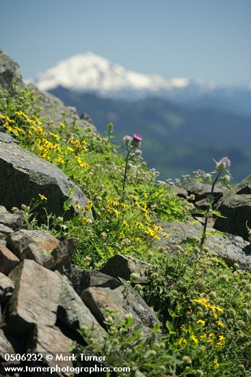 Soft Arnica & Edible Thistle on rocky ridge w/ Glacier Peak soft bkgnd