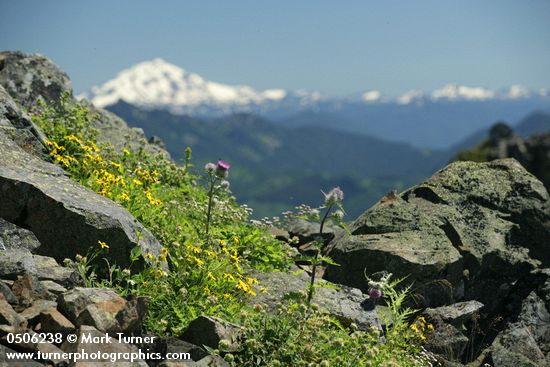 Soft Arnica & Edible Thistle on rocky ridge w/ Glacier Peak soft bkgnd
