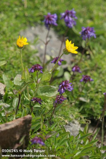 Soft Arnica & Small-flowered Penstemon