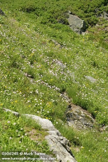 Meadow filled w/ Subalpine Daisies