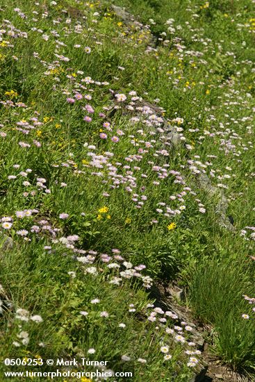 Meadow filled w/ Subalpine Daisies