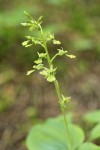 Western Twayblade blossoms