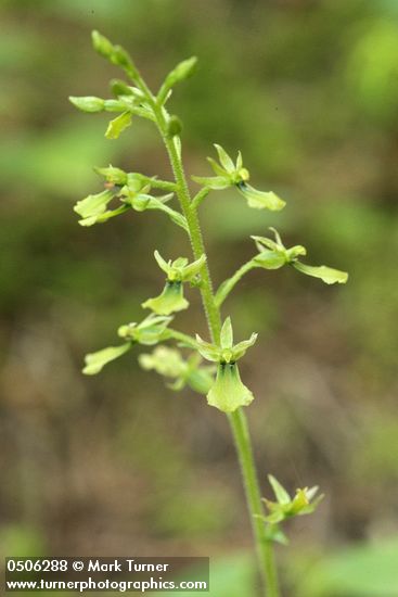 Western Twayblade blossoms