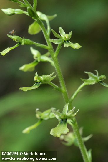 Western Twayblade blossoms detail