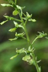 Western Twayblade blossoms detail