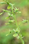 Western Twayblade blossoms detail