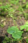 Western Twayblade