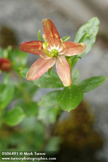 Copperbush blossom & foliage detail