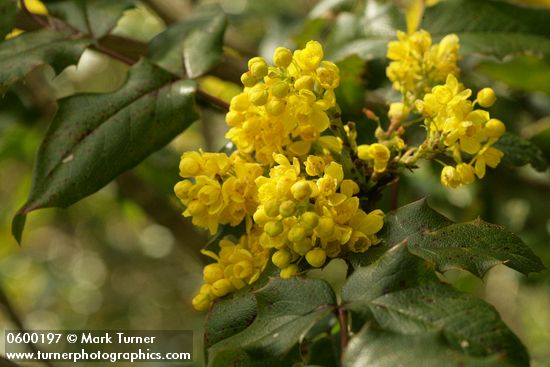 Shining Oregon Grape blossoms & foliage