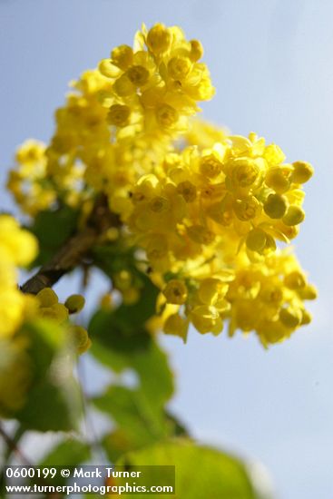 Shining Oregon Grape blossoms & foliage low angle against sky