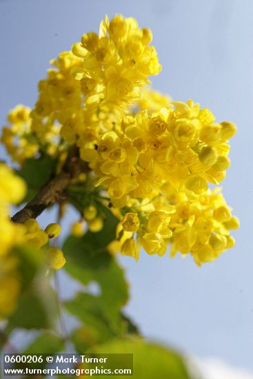 Shining Oregon Grape blossoms & foliage low angle against sky