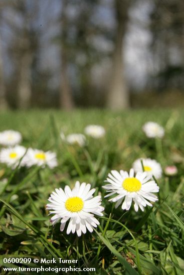 English Daisies in lawn, low angle w/ trees soft focus bkgnd
