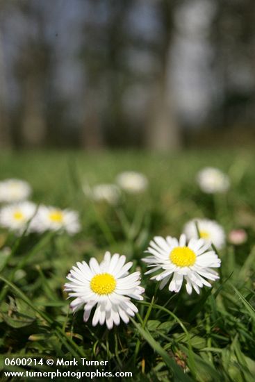 English Daisies in lawn, low angle w/ trees soft focus bkgnd