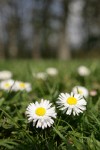 English Daisies in lawn, low angle w/ trees soft focus bkgnd