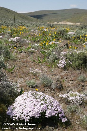 Showy Phlox among Big Sagebrush & Arrowleaf Balsamroot