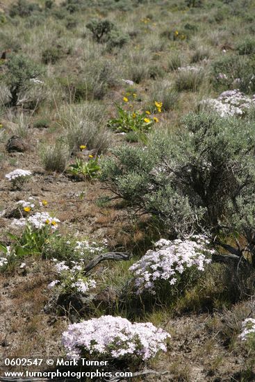 Showy Phlox among Big Sagebrush & Arrowleaf Balsamroot