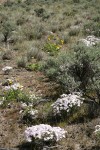 Showy Phlox among Big Sagebrush & Arrowleaf Balsamroot
