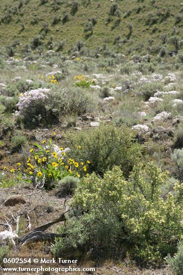 Bitterbrush, Showy Phlox, Arrowleaf Balsamroot among Big Sagebrush