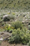 Bitterbrush, Showy Phlox, Arrowleaf Balsamroot among Big Sagebrush